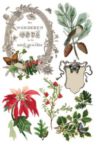 Winter Botanist Transfer