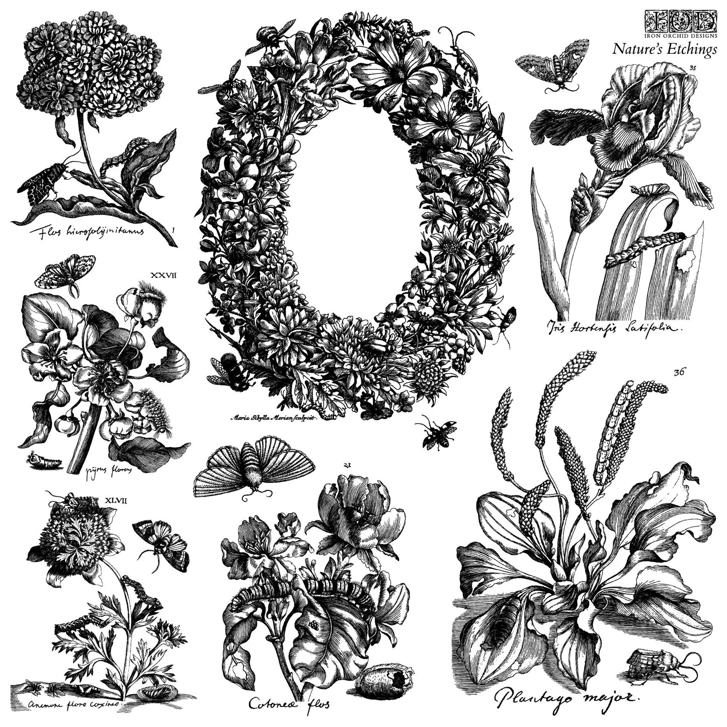 Nature's Etching IOD 12"x 12" Stamp