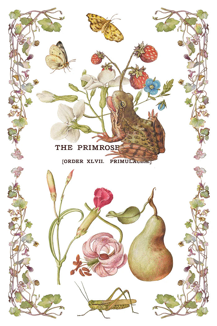 Primrose Isle IOD Transfer 8"x 12" Pad
